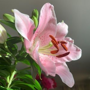 Meet your Posher, Ava